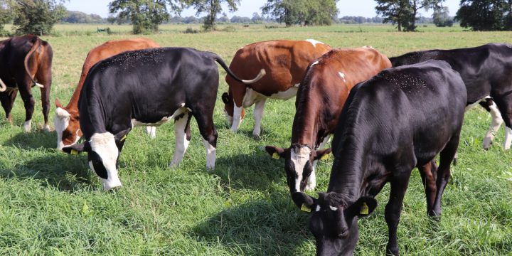 Natuur- en Landschapsontwikkeling Melkveebedrijf Foxwolde