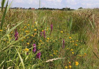 Update: Van Engels raaigrasland naar natuurlijk kruidenrijkgrasland, Warten