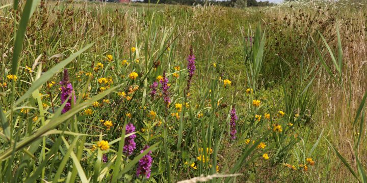 Update: Van Engels raaigrasland naar natuurlijk kruidenrijkgrasland, Warten